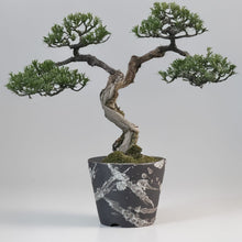 Load image into Gallery viewer, Bonsai tree in a pot with a gray background