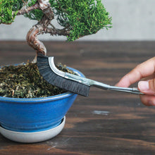 Load image into Gallery viewer, Hand hoding a bonsai brus in front of bonsai tree