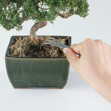 Load image into Gallery viewer, Bonsai Curved Tip Tweezer with Rake 8.6"(220mm) - Wazakura Japan