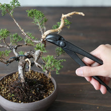 Load image into Gallery viewer, Hand Forged Bent-Tip Bonsai Wire and Jin Pliers 8.66" (220mm)
