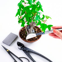 Load image into Gallery viewer, Satsuki 4PCS Japanese Bonsai Essential Kit [ Premium Carbon Steel Satsuki Scissors + Concave Cutter + Tweezers + Sap Eraser ]
