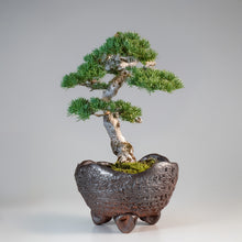 Load image into Gallery viewer, [ Shigaraki Series ] Rustic Crescent Shape Bonsai Pot 6.3 in (160 mm)
