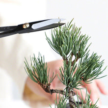 Load image into Gallery viewer, Bonsai Trimming and Care Kit [ Twig Bonsai Scissors + Sap Rust Eraser Set ] - Wazakura Japan
