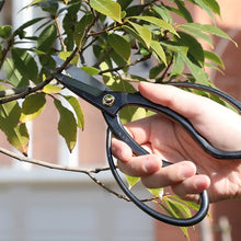 Load image into Gallery viewer, Bonsai Trimming and Care Kit [ Traditional Bonsai Scissors + Sap Rust Eraser Set ] - Wazakura Japan
