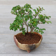 Load image into Gallery viewer, [ Banko Series ] Rustic Crescent Bonsai Pot 4.7" (120mm) - Sand Green - Wazakura Japan
