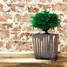 Load image into Gallery viewer, [ Tokoname Series ] Striped Square Bonsai Pot 4.1"(105mm) - Wazakura Japan

