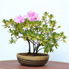 Load image into Gallery viewer, [ Shigaraki Series ] Sand Brown Stripe Glazed Bonsai Pot 8.2" (210 mm) - Wazakura Japan

