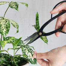 Load image into Gallery viewer, Hand holding Ashinaga Scissors about to cut a plant's leaf
